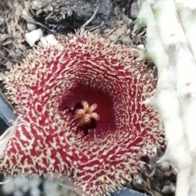Huernia erinacea