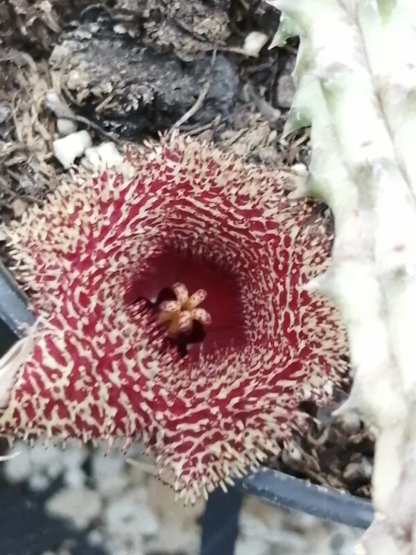 Huernia erinacea, pianta da interno