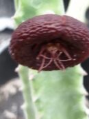 Stapelia engleriana