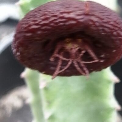 Stapelia engleriana