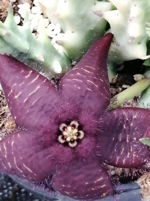 Orbea doldii, pianta da interno