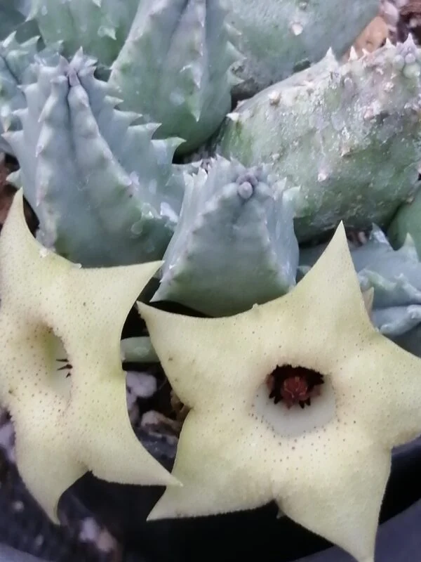 Huernia thuretii var. primulina, pianta da interno