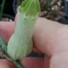 Ceropegia ampliata, pianta da interno