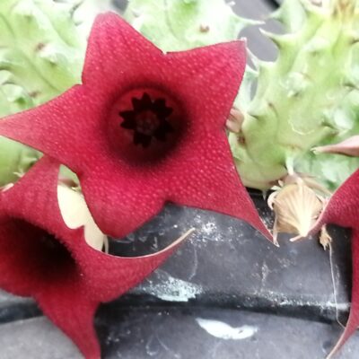 Huernia macrocarpa var. penzigii