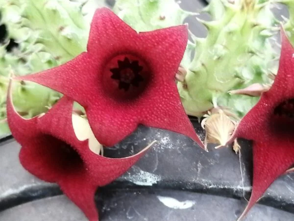 Huernia macrocarpa var. penzigii, pianta da interno