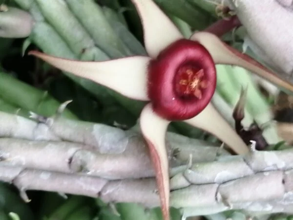 Huernia procumbens, pianta da interno