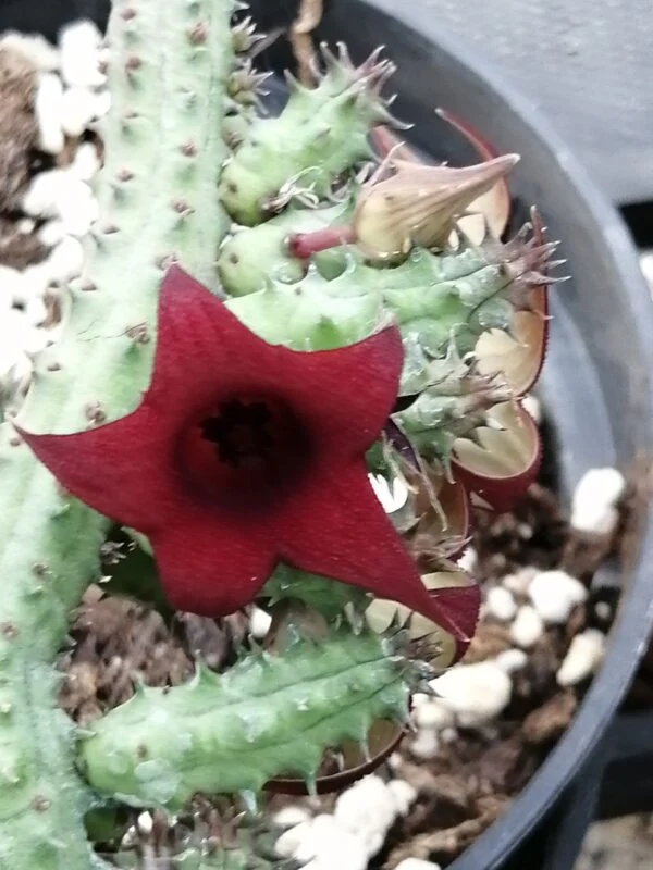 Huernia pillansii x pendula, pianta da interno