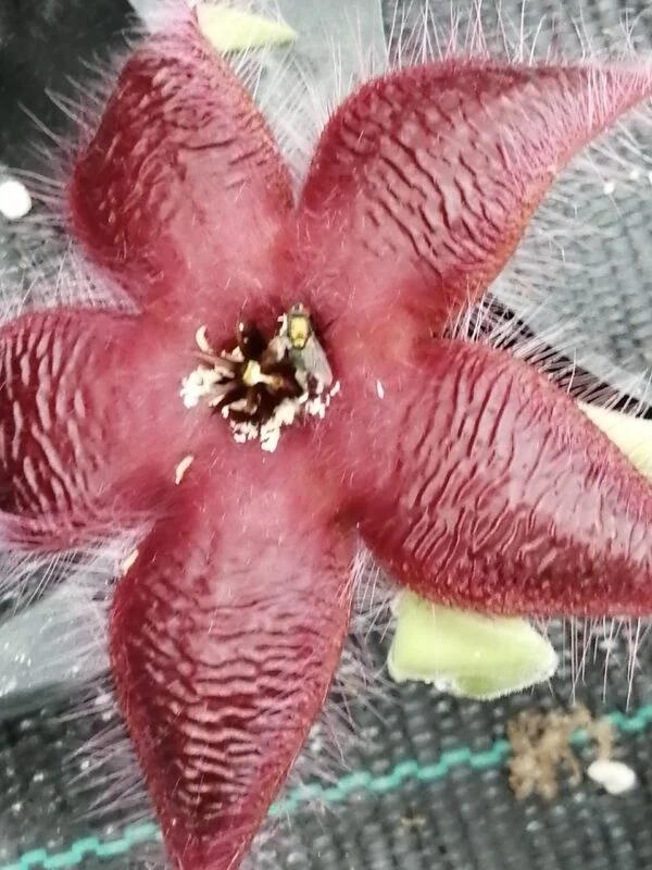 Stapelia asterias var. lucida, foto 2