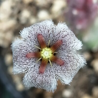 Stapelia erectiflora