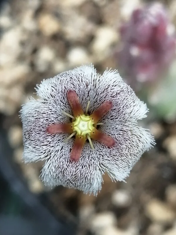 Stapelia erectiflora, pianta da interno