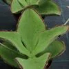 Kalanchoe synsepala, pianta da interno