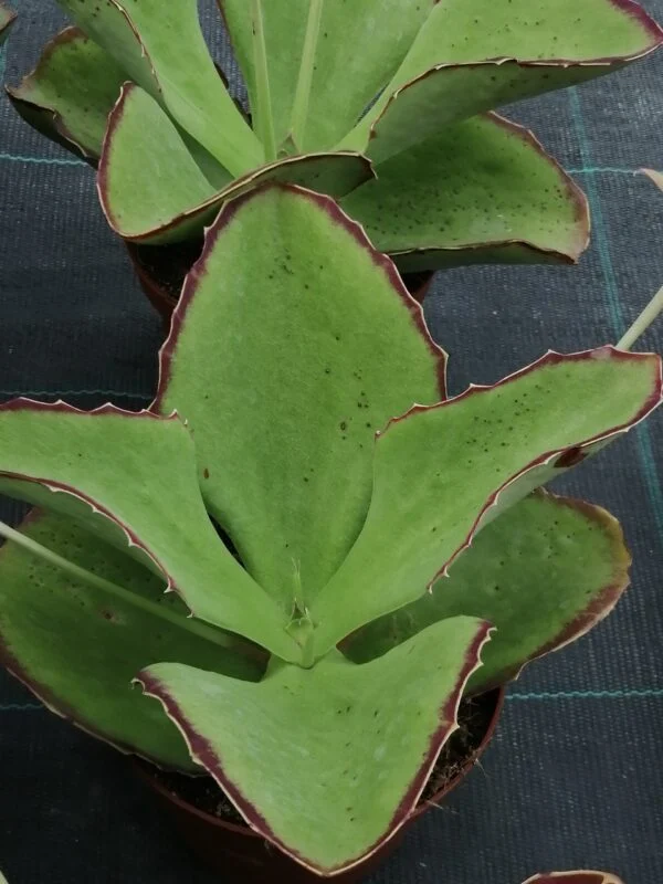 Kalanchoe synsepala, pianta da interno