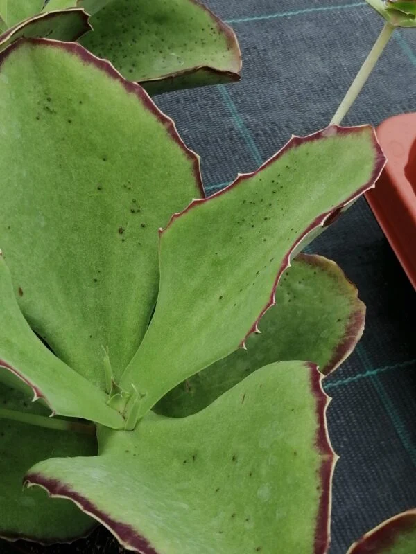 Kalanchoe synsepala, foto 2