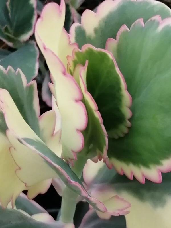 Kalanchoe fedtschenkoi, foto 2