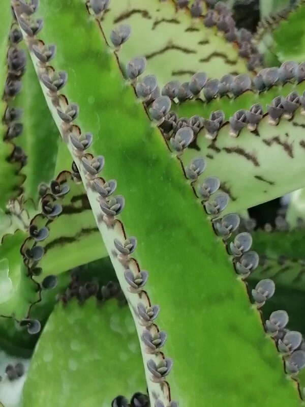 Kalanchoe pinnata, pianta da interno