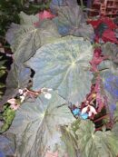 Begonia Dark Side of the Moon