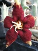 Huerniopsis atrosanguinea