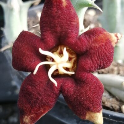 Huerniopsis atrosanguinea