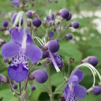 Caryopteris divaricata