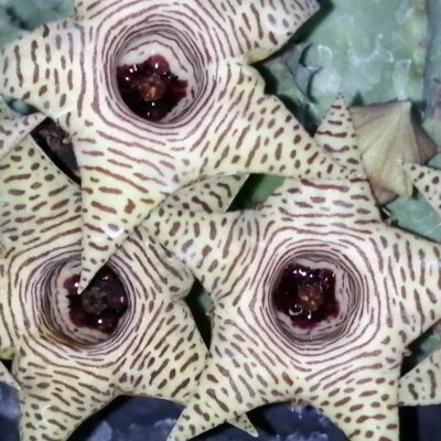 Huernia thuretii