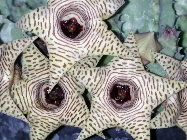 Huernia thuretii, pianta da interno