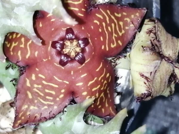 Orbea macloughlinii, pianta da interno