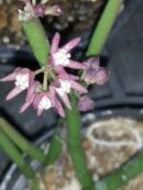 Cynanchum vanlessenii