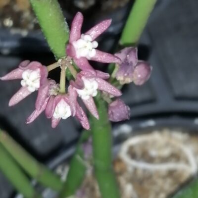 Cynanchum vanlessenii