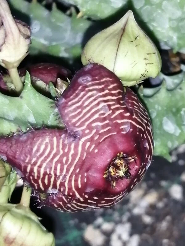 Tromotriche revoluta var. Tigrida, foto 2
