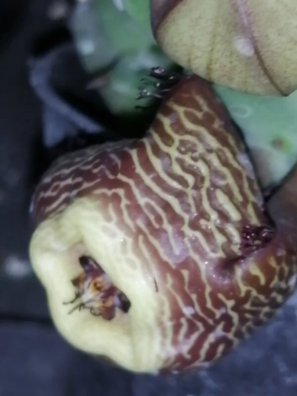 Tromotriche revoluta var. Sunrise, foto 2