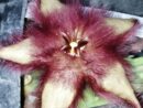 Stapelia ibrido orto1
