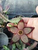 Stapelia mutabilis ibrido