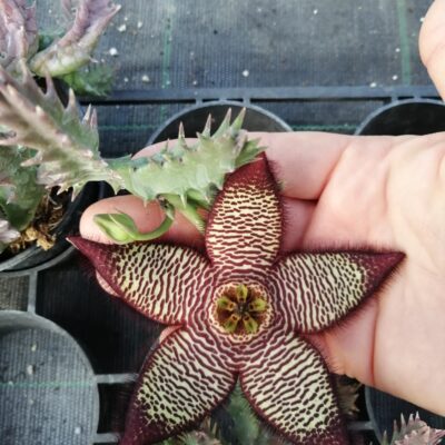 Stapelia mutabilis ibrido