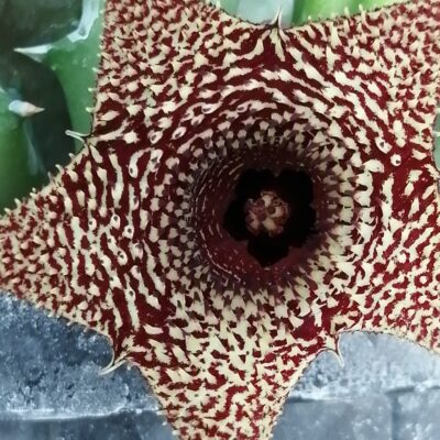Huernia hybrid Orto 14