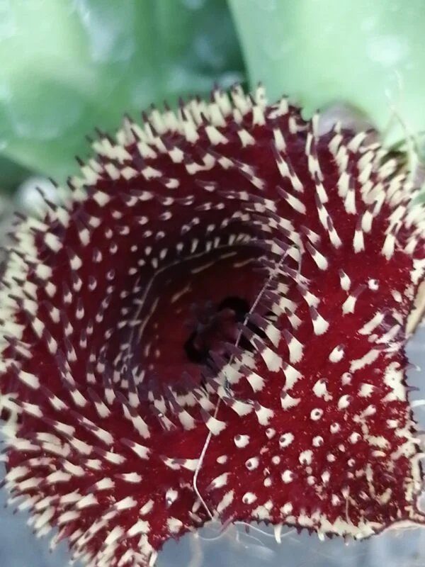 Huernia hybrid Orto 15, pianta da interno