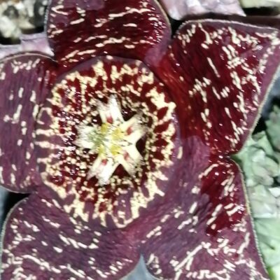 Orbea variegata brown