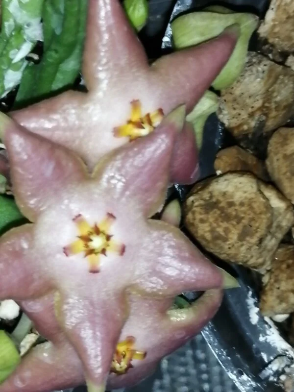 Stapelia divaricata, pianta da interno