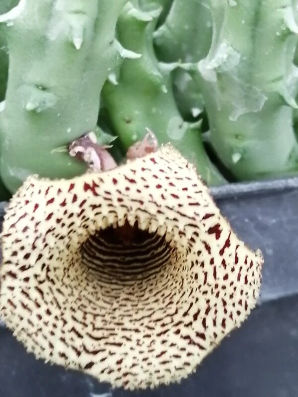 Huernia hybrid Orto 5, pianta da interno