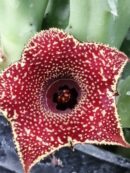 Huernia hybrid Orto 2