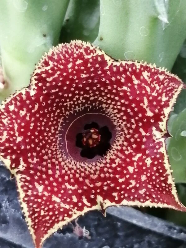Huernia hybrid Orto 2, pianta da interno