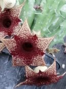 Huernia hybrid Orto 3