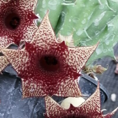 Huernia hybrid Orto 3