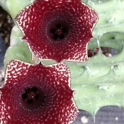 Huernia hybrid Orto 4
