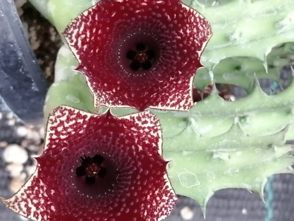 Huernia hybrid Orto 4, pianta da interno