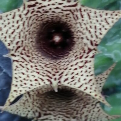 Huernia hybrid Orto 1