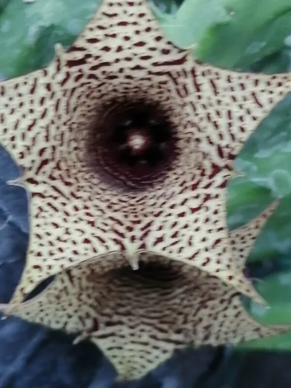 Huernia hybrid Orto 1, pianta da interno