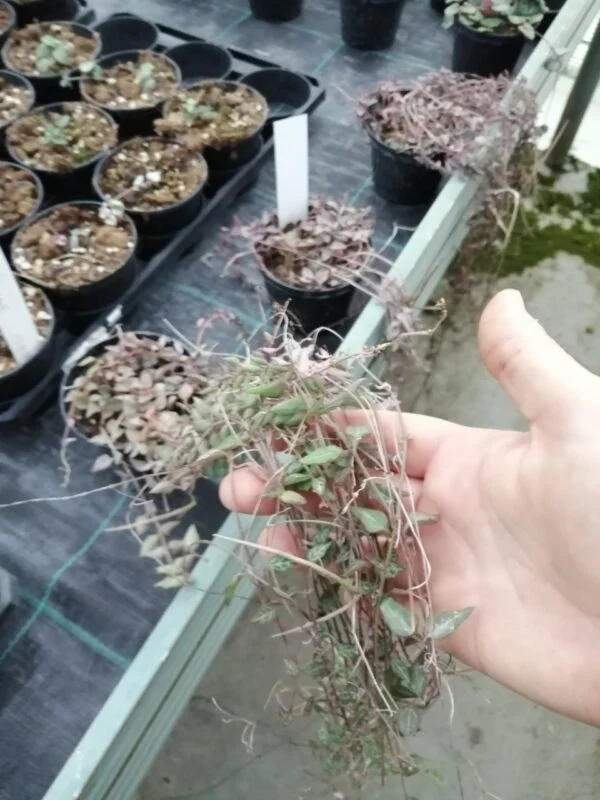 Ceropegia woodii Orange River, foto 2