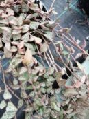 Ceropegia woodii Orange River