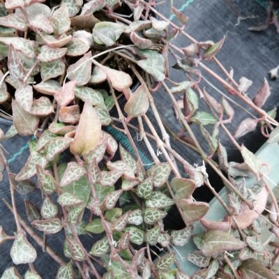 Ceropegia woodii Orange River