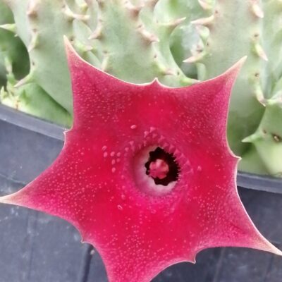 Huernia Pink Eye